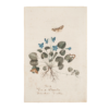 Violette odorante (Viola Odorata) avec deux papillons et une chenille, école hollandaise, début du XIXe siècle – Image 2